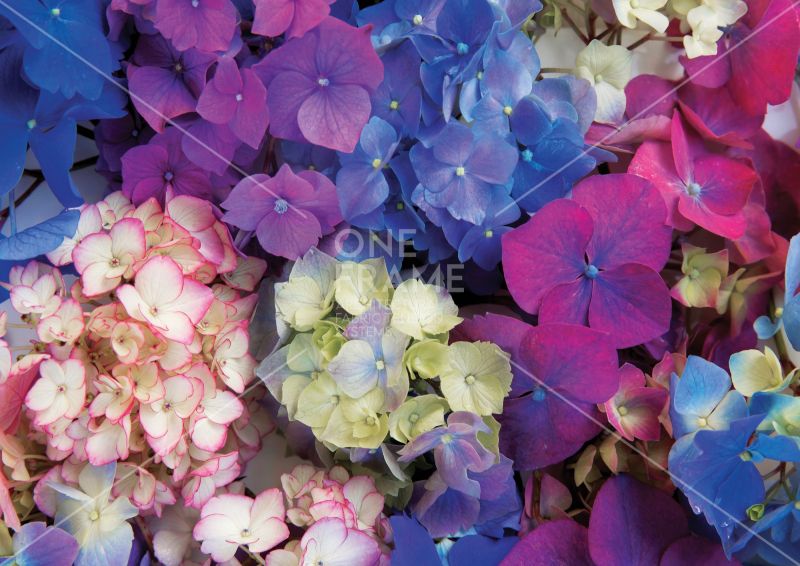 Hydrangea