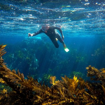 Live Ocean