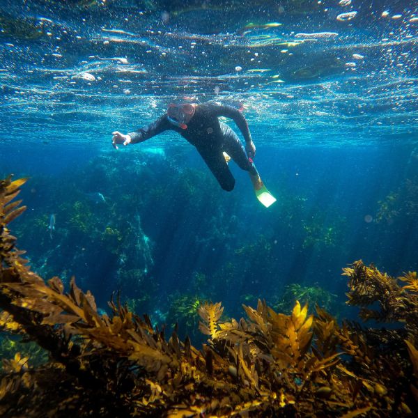 Live Ocean